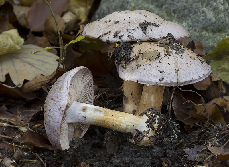 Cortinarius mairei